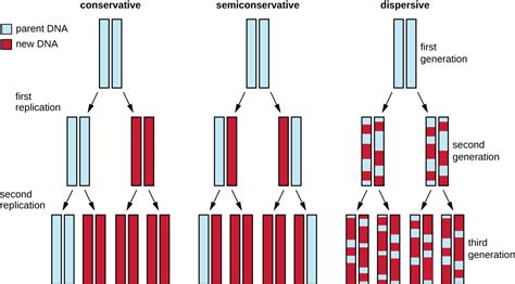 dna replication dispersive model